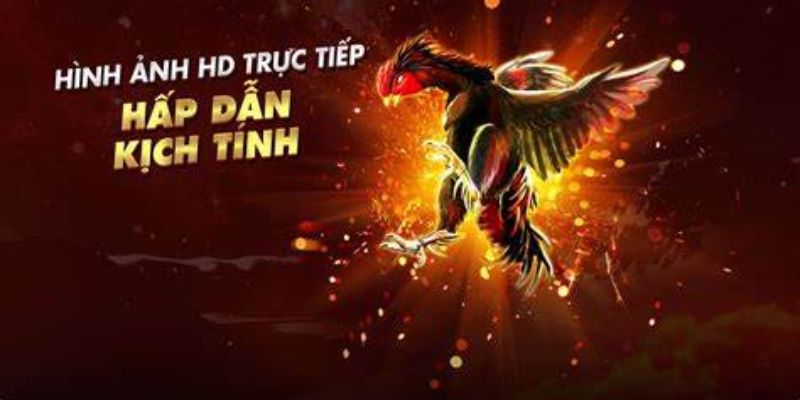 Đá gà 33win trở thành sự lựa chọn hàng đầu của các tay chơi